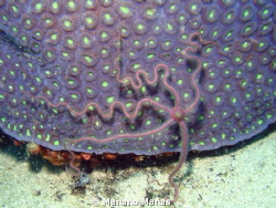 Brittlestar by Mariano Mañas 
